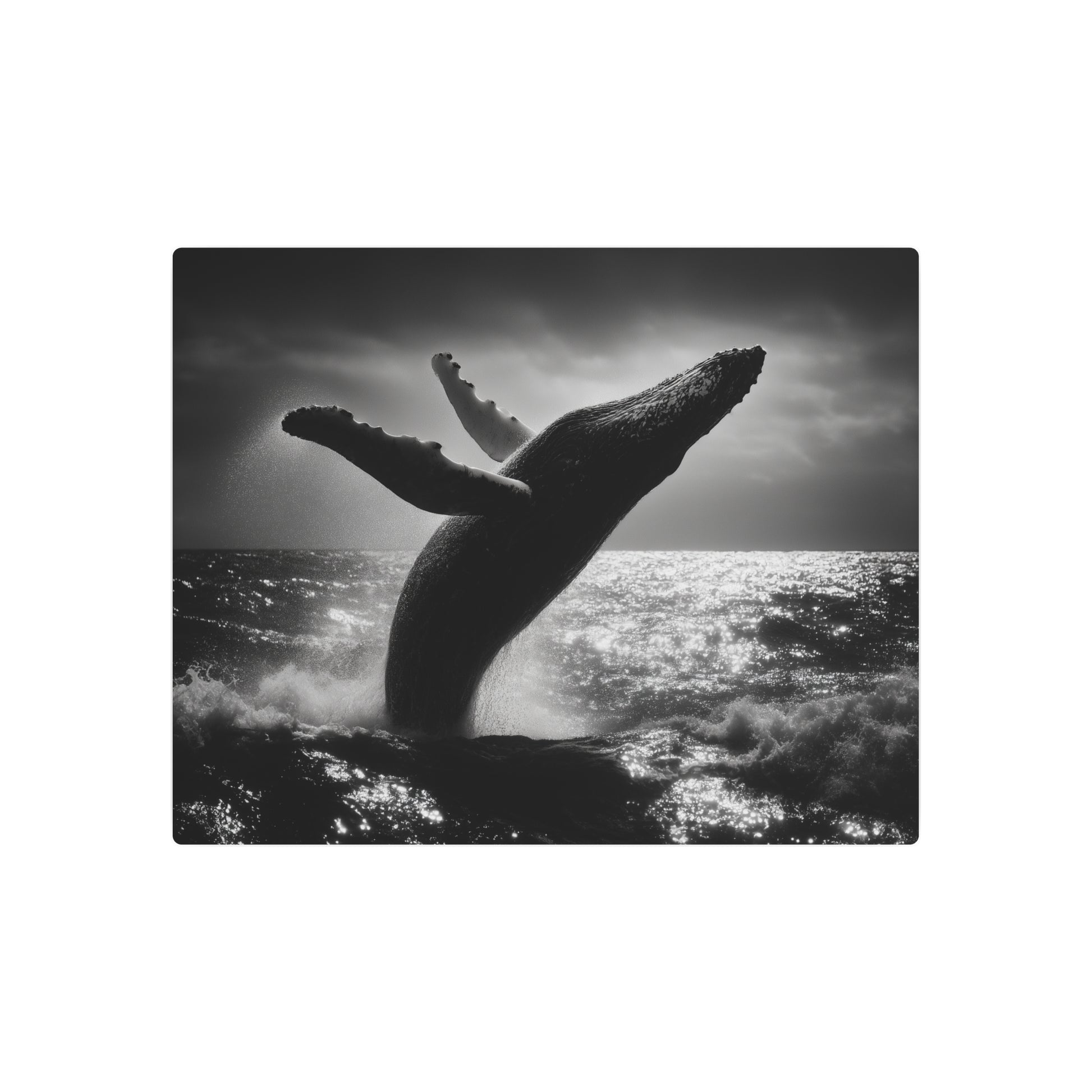 Kodak Tri X 400 Humpback Whale - Premium Metal Wall Art Print - Metal Wall Art Print