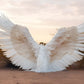 23 Enchanted Desert Wings - Ethereal Angelic Wing Backdrops in the Desert